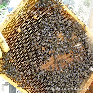 panal con dos realeras HD